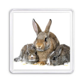 Магнит 55*55 с принтом Кролики в Белгороде, Пластик | Размер: 65*65 мм; Размер печати: 55*55 мм | Тематика изображения на принте: animals | bunnies | cute | eared | family | fluffy | kids | mom | rabbits | животные | зайцы | кролики | малыши | мама | милые | пушистые | семья | ушастые