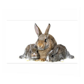 Бумага для упаковки 3D с принтом Кролики в Белгороде, пластик и полированная сталь | круглая форма, металлическое крепление в виде кольца | animals | bunnies | cute | eared | family | fluffy | kids | mom | rabbits | животные | зайцы | кролики | малыши | мама | милые | пушистые | семья | ушастые