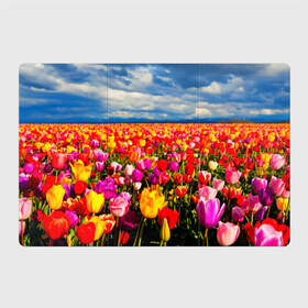 Магнитный плакат 3Х2 с принтом Тюльпаны в Белгороде, Полимерный материал с магнитным слоем | 6 деталей размером 9*9 см | Тематика изображения на принте: белые | поле | природа | тюльпан | цветок