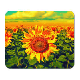 Коврик прямоугольный с принтом Подсолнухи в Белгороде, натуральный каучук | размер 230 х 185 мм; запечатка лицевой стороны | лето | подсолнух | солнце | цветы