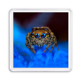 Магнит 55*55 с принтом Паук в Белгороде, Пластик | Размер: 65*65 мм; Размер печати: 55*55 мм | глаза | животные | насекомые | паук | природа
