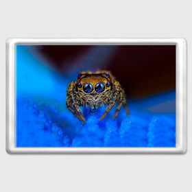 Магнит 45*70 с принтом Паук в Белгороде, Пластик | Размер: 78*52 мм; Размер печати: 70*45 | глаза | животные | насекомые | паук | природа
