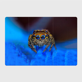 Магнитный плакат 3Х2 с принтом Паук в Белгороде, Полимерный материал с магнитным слоем | 6 деталей размером 9*9 см | глаза | животные | насекомые | паук | природа