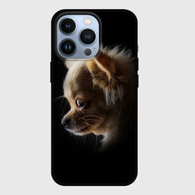 Чехол для iPhone 13 Pro с принтом Чихуахуа в Белгороде,  |  | Тематика изображения на принте: голова животного | прикольные картинки | собака | чихуахуа | щенок