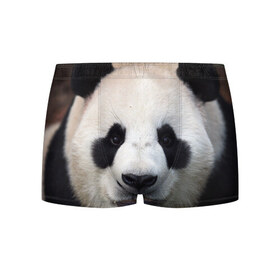 Мужские трусы 3D с принтом Милая панда в Белгороде, 50% хлопок, 50% полиэстер | классическая посадка, на поясе мягкая тканевая резинка | Тематика изображения на принте: animal | hunny | panda | животные | классная | милая | милота | панда | фото | хорошая