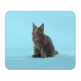 Коврик прямоугольный с принтом Кот мейн кун в Белгороде, натуральный каучук | размер 230 х 185 мм; запечатка лицевой стороны | котенок | мейнкун