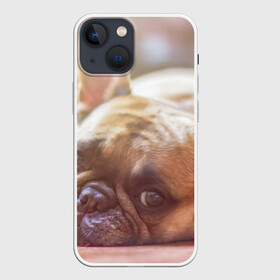 Чехол для iPhone 13 mini с принтом французский бульдог в Белгороде,  |  | dog | бульдог | друг | собака | язык
