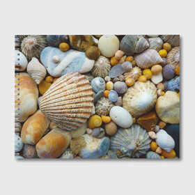 Альбом для рисования с принтом Морские ракушки и камни в Белгороде, 100% бумага
 | матовая бумага, плотность 200 мг. | камни | море | морские камни | ракушки