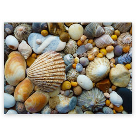 Поздравительная открытка с принтом Морские ракушки и камни в Белгороде, 100% бумага | плотность бумаги 280 г/м2, матовая, на обратной стороне линовка и место для марки
 | камни | море | морские камни | ракушки