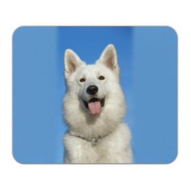 Коврик прямоугольный с принтом белый пес в Белгороде, натуральный каучук | размер 230 х 185 мм; запечатка лицевой стороны | dog | friend | взгляд | волк | друг | пес | собака | хаски