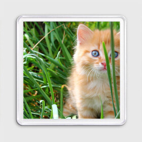 Магнит 55*55 с принтом Рыжий голубоглазый котёнок в Белгороде, Пластик | Размер: 65*65 мм; Размер печати: 55*55 мм | Тематика изображения на принте: 