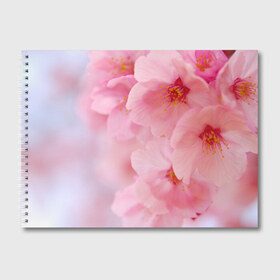 Альбом для рисования с принтом Сакура в Белгороде, 100% бумага
 | матовая бумага, плотность 200 мг. | Тематика изображения на принте: весна | вишня | розовый | цветение | цветы | япония