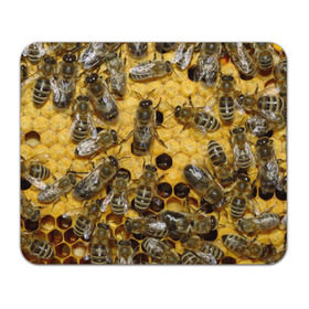 Коврик прямоугольный с принтом Пчела в Белгороде, натуральный каучук | размер 230 х 185 мм; запечатка лицевой стороны | лето | мед | насекомые | оса | природа | пчелы | шмель
