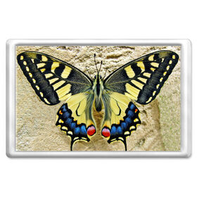 Магнит 45*70 с принтом бабочка в Белгороде, Пластик | Размер: 78*52 мм; Размер печати: 70*45 | бабочка | мотылек | насекомые