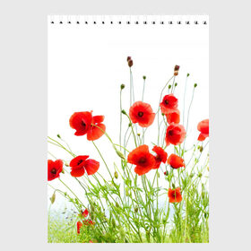 Скетчбук с принтом Маки в Белгороде, 100% бумага
 | 48 листов, плотность листов — 100 г/м2, плотность картонной обложки — 250 г/м2. Листы скреплены сверху удобной пружинной спиралью | field | flowers | meadow | nature | poppies | poppy | red | summer | wild | красные | лето | луг | мак | маки | поле | полевые | природа | цветы