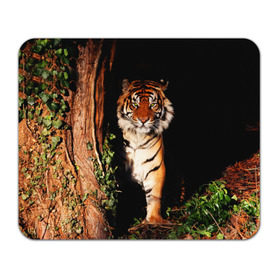 Коврик прямоугольный с принтом Тигр в Белгороде, натуральный каучук | размер 230 х 185 мм; запечатка лицевой стороны | Тематика изображения на принте: дикая кошка | лес | природа | тигр | хищник