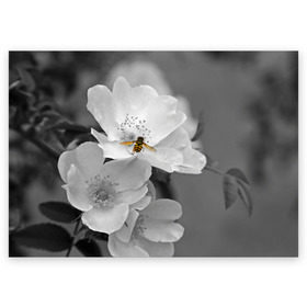 Поздравительная открытка с принтом Пчела на цветах в Белгороде, 100% бумага | плотность бумаги 280 г/м2, матовая, на обратной стороне линовка и место для марки
 | лепестки | цветы