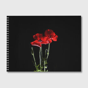 Альбом для рисования с принтом Маки в Белгороде, 100% бумага
 | матовая бумага, плотность 200 мг. | background | black | flowers | poppies | poppy | red | wild | красные | мак | маки | полевые | фон | цветы | черный