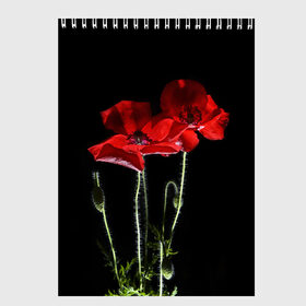Скетчбук с принтом Маки в Белгороде, 100% бумага
 | 48 листов, плотность листов — 100 г/м2, плотность картонной обложки — 250 г/м2. Листы скреплены сверху удобной пружинной спиралью | background | black | flowers | poppies | poppy | red | wild | красные | мак | маки | полевые | фон | цветы | черный