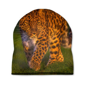 Шапка 3D с принтом Дальневосточный леопард в Белгороде, 100% полиэстер | универсальный размер, печать по всей поверхности изделия | Тематика изображения на принте: 