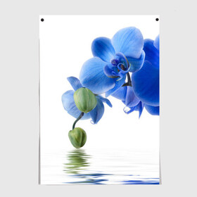 Постер с принтом Веточка орхидеи в Белгороде, 100% бумага
 | бумага, плотность 150 мг. Матовая, но за счет высокого коэффициента гладкости имеет небольшой блеск и дает на свету блики, но в отличии от глянцевой бумаги не покрыта лаком | ветка | красота | нежность | орхидея | природа | растение | фауна | цветок | цветы