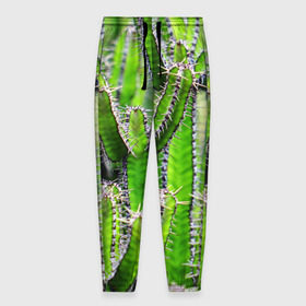 Мужские брюки 3D с принтом Кактус в Белгороде, 100% полиэстер | манжеты по низу, эластичный пояс регулируется шнурком, по бокам два кармана без застежек, внутренняя часть кармана из мелкой сетки | кактус | колючки | прикольные картинки | природа | цветочки | цветы