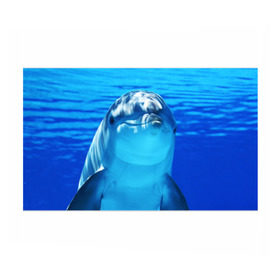 Бумага для упаковки 3D с принтом Дельфин в Белгороде, пластик и полированная сталь | круглая форма, металлическое крепление в виде кольца | Тематика изображения на принте: вода | дельфин | море | отдых | отпуск | подводный мир | туризм