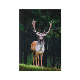 Обложка для паспорта матовая кожа с принтом Благородный олень в Белгороде, натуральная матовая кожа | размер 19,3 х 13,7 см; прозрачные пластиковые крепления | Тематика изображения на принте: деревья | лес | олень | природа | рога