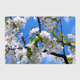 Магнитный плакат 3Х2 с принтом Вишнёвый цвет в Белгороде, Полимерный материал с магнитным слоем | 6 деталей размером 9*9 см | весна | вишня | лепестки | прикольные картинки | цветение | цветы