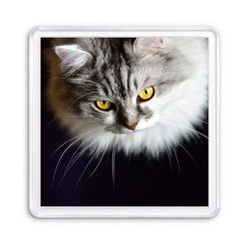 Магнит 55*55 с принтом Жёлтые глаза в Белгороде, Пластик | Размер: 65*65 мм; Размер печати: 55*55 мм | взгляд | глаза | голова животного | киска | кот | котёнок | кошка | прикольные картинки