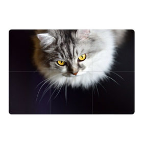 Магнитный плакат 3Х2 с принтом Жёлтые глаза в Белгороде, Полимерный материал с магнитным слоем | 6 деталей размером 9*9 см | Тематика изображения на принте: взгляд | глаза | голова животного | киска | кот | котёнок | кошка | прикольные картинки