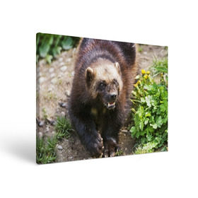 Холст прямоугольный с принтом Росомаха в Белгороде, 100% ПВХ |  | животные | лес | медведи | охота | природа | туризм
