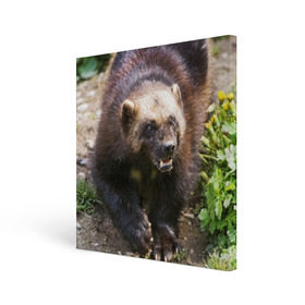 Холст квадратный с принтом Росомаха в Белгороде, 100% ПВХ |  | животные | лес | медведи | охота | природа | туризм