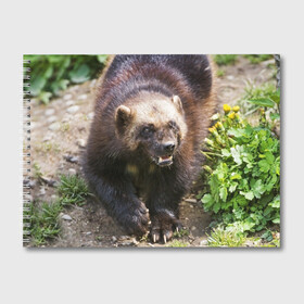 Альбом для рисования с принтом Росомаха в Белгороде, 100% бумага
 | матовая бумага, плотность 200 мг. | животные | лес | медведи | охота | природа | туризм