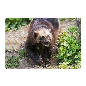Магнитный плакат 3Х2 с принтом Росомаха в Белгороде, Полимерный материал с магнитным слоем | 6 деталей размером 9*9 см | животные | лес | медведи | охота | природа | туризм