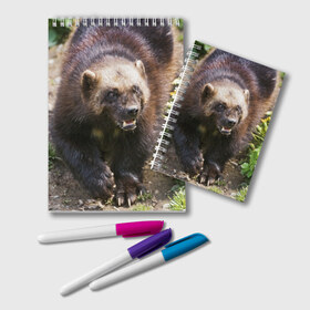 Блокнот с принтом Росомаха в Белгороде, 100% бумага | 48 листов, плотность листов — 60 г/м2, плотность картонной обложки — 250 г/м2. Листы скреплены удобной пружинной спиралью. Цвет линий — светло-серый
 | животные | лес | медведи | охота | природа | туризм