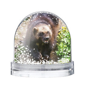 Снежный шар с принтом Росомаха в Белгороде, Пластик | Изображение внутри шара печатается на глянцевой фотобумаге с двух сторон | животные | лес | медведи | охота | природа | туризм