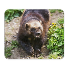 Коврик прямоугольный с принтом Росомаха в Белгороде, натуральный каучук | размер 230 х 185 мм; запечатка лицевой стороны | животные | лес | медведи | охота | природа | туризм