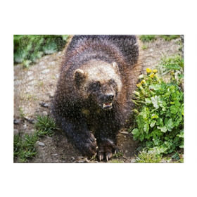 Обложка для студенческого билета с принтом Росомаха в Белгороде, натуральная кожа | Размер: 11*8 см; Печать на всей внешней стороне | животные | лес | медведи | охота | природа | туризм
