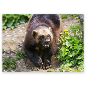 Поздравительная открытка с принтом Росомаха в Белгороде, 100% бумага | плотность бумаги 280 г/м2, матовая, на обратной стороне линовка и место для марки
 | Тематика изображения на принте: животные | лес | медведи | охота | природа | туризм
