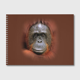 Альбом для рисования с принтом Обезьяна в Белгороде, 100% бумага
 | матовая бумага, плотность 200 мг. | животные | о.м.с.к. | обезьяна | орангутанг