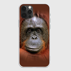 Чехол для iPhone 12 Pro Max с принтом Обезьяна в Белгороде, Силикон |  | животные | о.м.с.к. | обезьяна | орангутанг