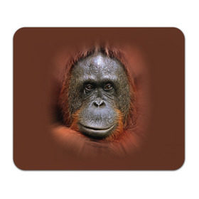 Коврик прямоугольный с принтом Обезьяна в Белгороде, натуральный каучук | размер 230 х 185 мм; запечатка лицевой стороны | животные | о.м.с.к. | обезьяна | орангутанг