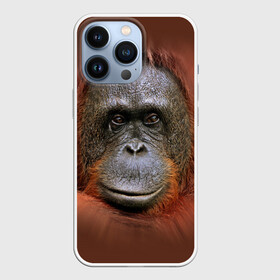 Чехол для iPhone 13 Pro с принтом Обезьяна в Белгороде,  |  | животные | о.м.с.к. | обезьяна | орангутанг