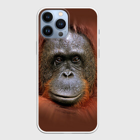 Чехол для iPhone 13 Pro Max с принтом Обезьяна в Белгороде,  |  | животные | о.м.с.к. | обезьяна | орангутанг