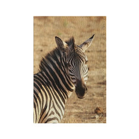 Обложка для паспорта матовая кожа с принтом Зебра в Белгороде, натуральная матовая кожа | размер 19,3 х 13,7 см; прозрачные пластиковые крепления | африка | голова животного | зебра | лошадь | природа