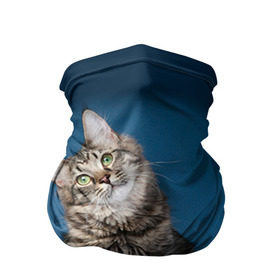 Бандана-труба 3D с принтом Мейн-кун 2 в Белгороде, 100% полиэстер, ткань с особыми свойствами — Activecool | плотность 150‒180 г/м2; хорошо тянется, но сохраняет форму | кот | котенок | котик | котэ | кошка | мейн кун | мейнкун | мэйн кун | мэйнкун