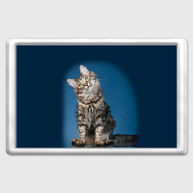 Магнит 45*70 с принтом Мейн-кун 2 в Белгороде, Пластик | Размер: 78*52 мм; Размер печати: 70*45 | кот | котенок | котик | котэ | кошка | мейн кун | мейнкун | мэйн кун | мэйнкун