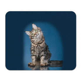 Коврик прямоугольный с принтом Мейн-кун 2 в Белгороде, натуральный каучук | размер 230 х 185 мм; запечатка лицевой стороны | кот | котенок | котик | котэ | кошка | мейн кун | мейнкун | мэйн кун | мэйнкун