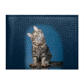 Обложка для студенческого билета с принтом Мейн-кун 2 в Белгороде, натуральная кожа | Размер: 11*8 см; Печать на всей внешней стороне | кот | котенок | котик | котэ | кошка | мейн кун | мейнкун | мэйн кун | мэйнкун